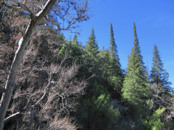 Santa Lucia fir (Abies bracteata). Villa Creek, Los Padres National Forest, Monterey County, CA. Copyright © Leor Pantilat. 